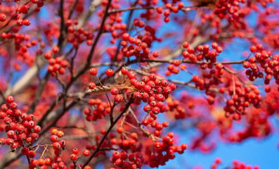 rowan tree with red berry nature background