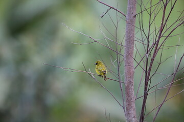 The western citril (Crithagra frontalis), also known as the yellow-browed citril, is a species of finch in the family Fringillidae. It is found in central Africa.