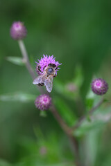 A bee pollinating a purple thistle flower.