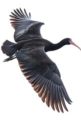 Northern Bald Ibis Hermit Bird Flying on White Background, Photo Realistic, Wallpaper, Cover and Screen for Smartphone, Cell Phone, Computer, Laptop, 9:16 and 16:9 Format