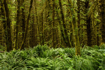 Fototapeta premium Thick Ferns Cover The Ground Near The Forest Edge