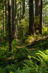 Warm Summer Light Filters Through Redwood Forest In California