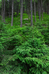 Obraz premium Green conifers and trees on the slope.