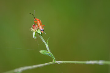 Orange leaf beetle on a flower.