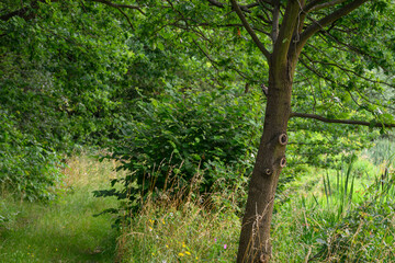 A woodpecker bird on an oak trunk.