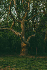 A large tree with wide branches of different shapes in a botanical garden with green grass ahead. The majestic plant is illuminated by the soft rays of the sun before sunset.
