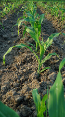 Young corn plants in corn field. Exposed to morning sunlight. Focus selected
