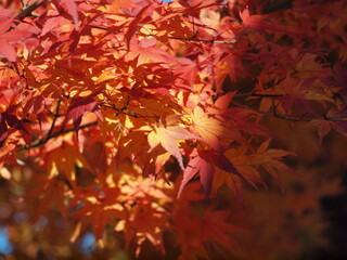 Full of autumn leaves