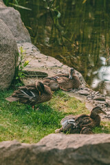 Ducks close-up on a rocky lake shore with green grass. Birds resting near the water in the zoo park.
