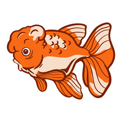 Oranda gold fish vector illustration