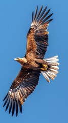 Obraz premium Golden Eagle Soaring Against Blue Sky.