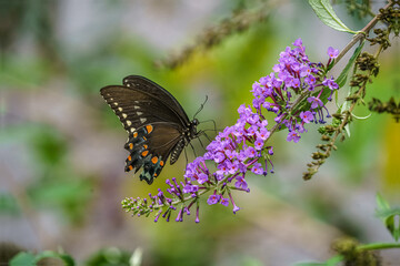 Black Swallowtail Butterfly on a flower