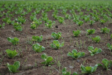 Young Sprouts Recently Planted in Field Near Zurich