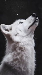 Naklejka premium Wolf Howling on a Full Moon Night Starry Sky, Photo Realistic, Wallpaper, Cover and Screen for Smartphone, Cell Phone, PC, Laptop