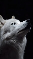 Naklejka premium Wolf Howling on a Full Moon Night Starry Sky, Photo Realistic, Wallpaper, Cover and Screen for Smartphone, Cell Phone, PC, Laptop