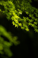 光を浴びて輝く新緑の青もみじ