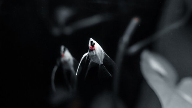 Pez Angel o Escalar (Pterophyllum scalare)