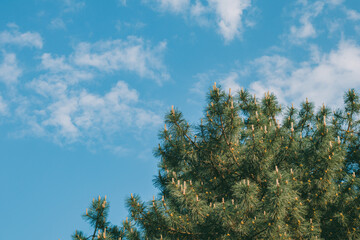Blooming pine branches against a background of blue sky with clouds. Looking at the plant from the bottom up. A simple picture of a sunny summer day.

