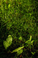 Dandelion leaves and grass blades illuminated by warm sunset light, creating a peaceful, natural scene in a garden.
