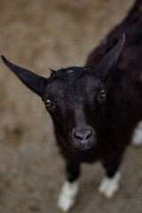 Black, with white hooves, a small curious goat looks up attentively.
