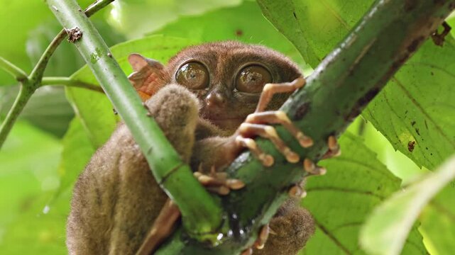 The unique and cute looking Tarsier. Shot on Bohol Philippines.