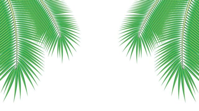 motion graphic animated background of tropical coconut leaves, isolated on a white background. looping animation