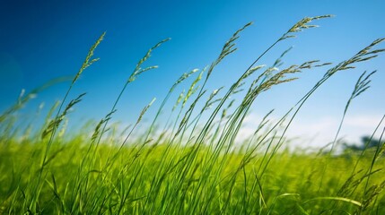 Fototapeta premium A serene green meadow with tall grasses swaying gently in the breeze, under a clear blue sky, capturing the peaceful and natural beauty.