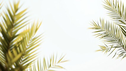 Fototapeta premium Tropical Palm Leaf Frame On White Background