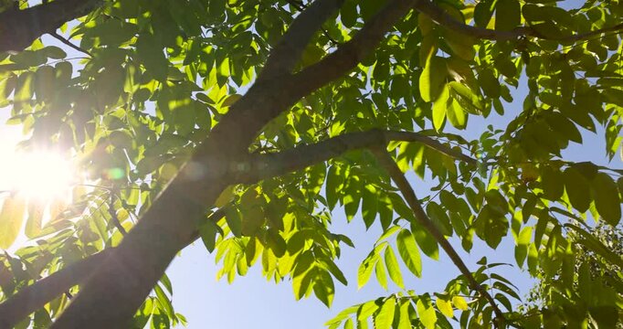 the green foliage of the walnut tree in the summer, the beautiful foliage of the walnut in sunny weather