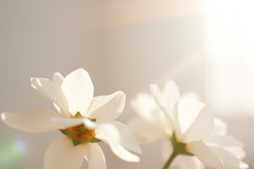 Delicate White Flower with Soft Sunlight
