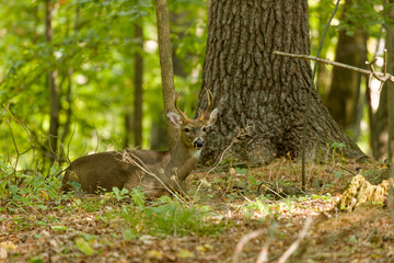 The white-tailed deer or Virginia deer (Odocoileus virginianus) Natural scene from  Wisconsin state forest.