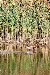 Eurasian Wigeon Wading Among Reeds in a Wetland, Mai Po Natural Reserve, Hong Kong