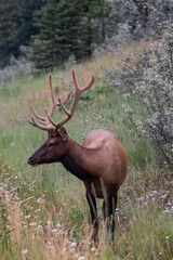 Freerunning wildlife in banff national park