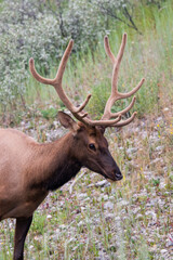 Freerunning wildlife in banff national park