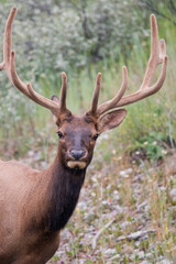 Freerunning wildlife in banff national park