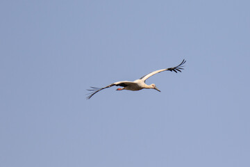 Oriental Stork Soaring High in the Blue Sky

