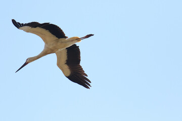 An Oriental Stork Soaring Gracefully Against a Clear Blue Sky