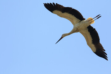 Oriental Stork Soaring High in the Blue Sky

