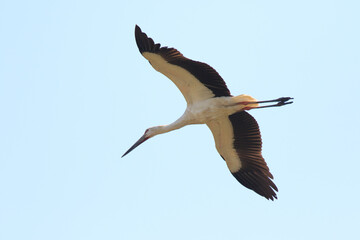 Oriental Stork Soaring High in the Blue Sky

