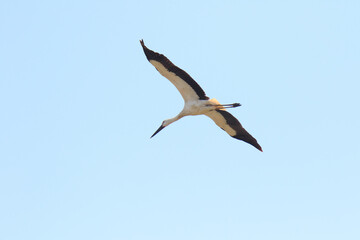 Obraz premium Oriental Stork Soaring High in the Blue Sky