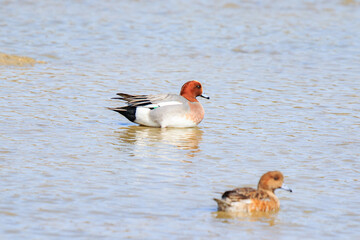 A Pair of Wigeon Ducks Enjoying a Peaceful Moment on the Water
