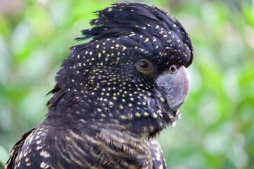 bird of prey cockatoo