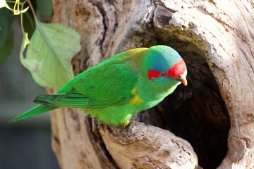 green parrot on a tree