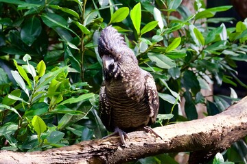 cockatoo on a tree branch