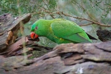 Obraz premium green parrot on a log