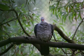 puffy dove on a branch