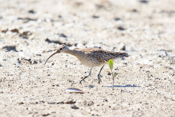 A Whimbrel Foraging on a Sandy Shoreline