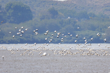 Pied Avocet Flock in Wetland Habitat with Other Wading Birds