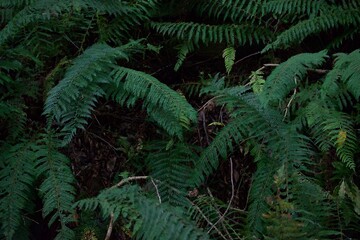 ferns in the forest