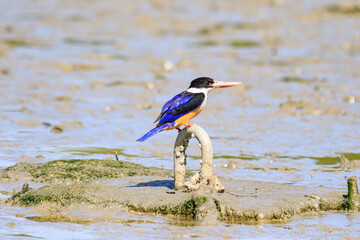 Black-Capped Kingfisher Perched on a Mudflat Structure